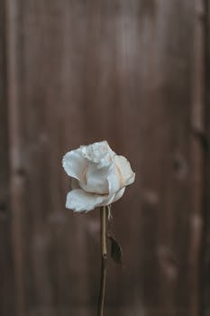 Simple white rose symbolizing a new start for midlife, and personal growth